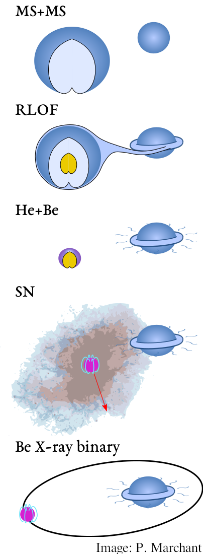 Schematic overview of the binary channel for Be star formation